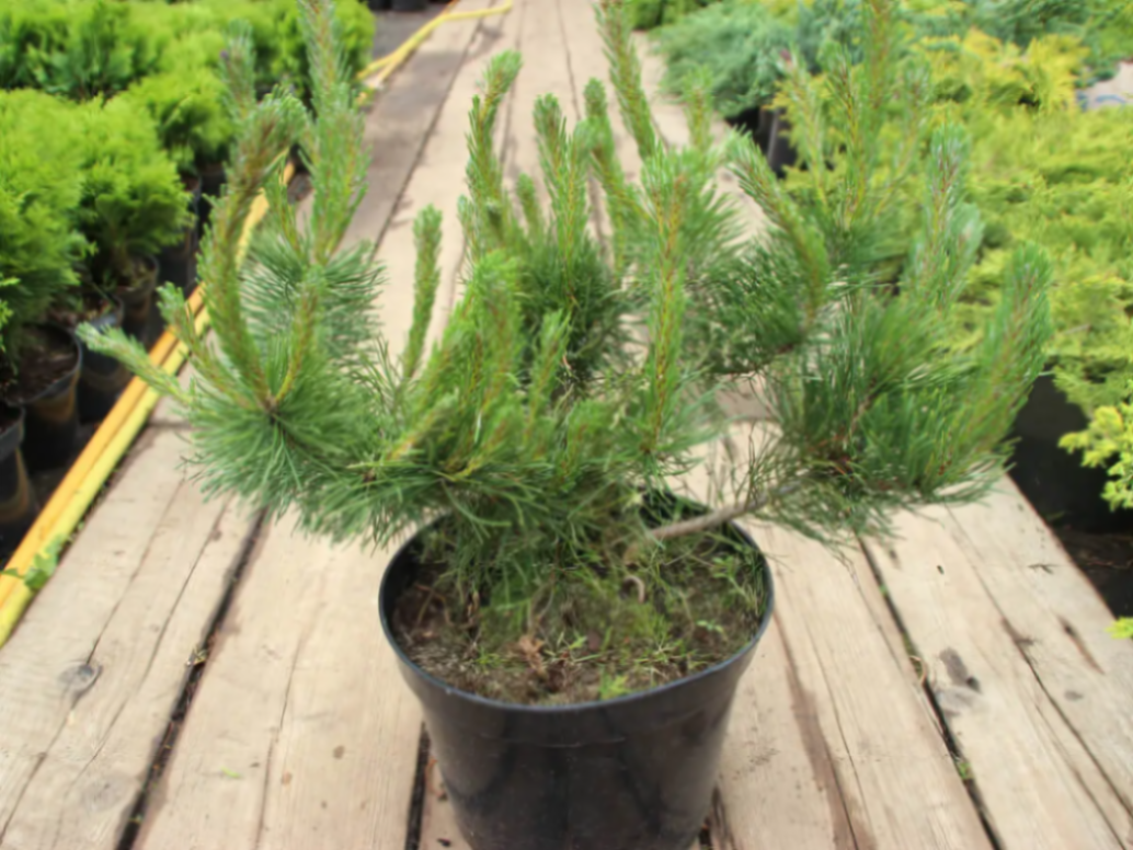 Сосна горная Мугус